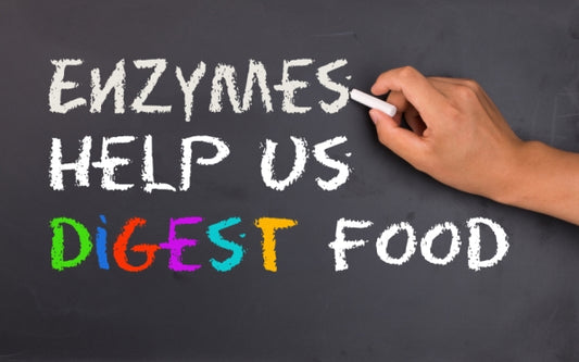 Digestive Enzymes: Why Can’t We Live Without Them?